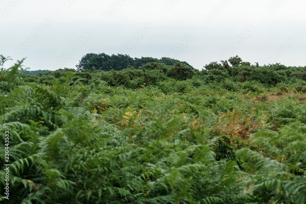 view on huge field of big green fern bushes