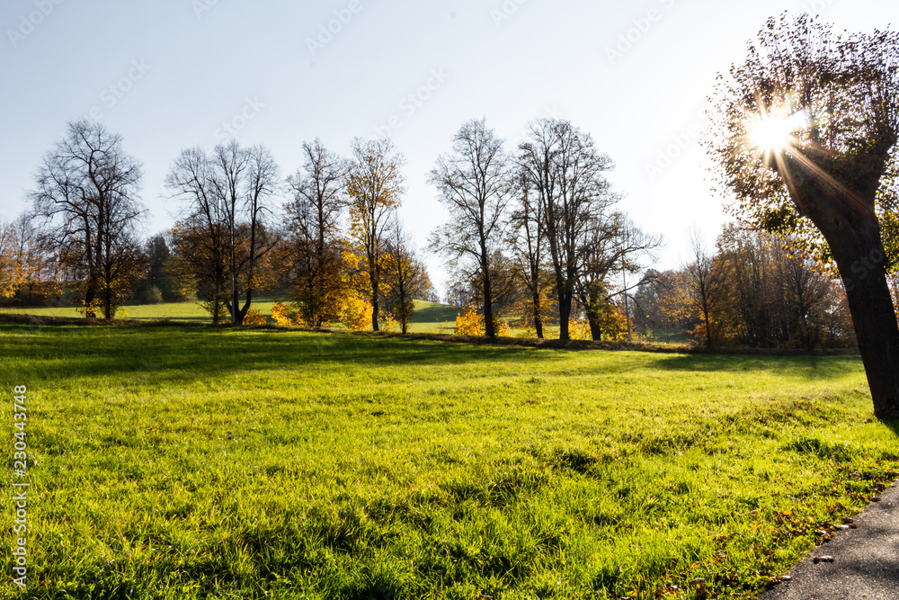 Summer Sunny Forest Trees And Green Grass. Nature Wood Sunlight Background. Instant Toned Image