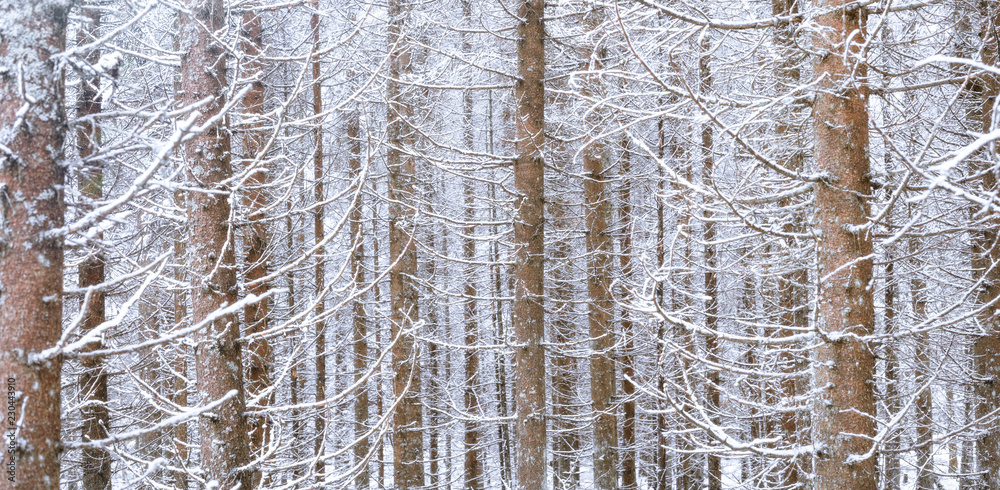 Fototapeta premium Spruce forest at winter for a background usage