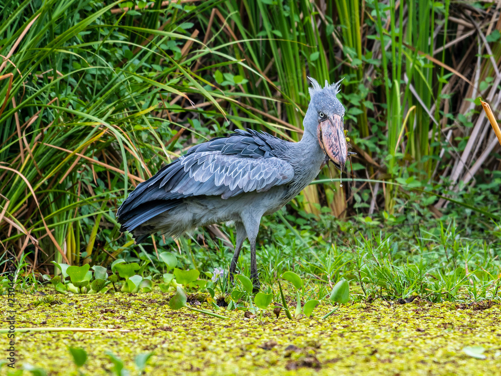 Fototapeta premium The Shoebill , Balaeniceps rex, also known as Whalehead, is a very large stork-like bird. It derives its name from its massive shoe-shaped bill.