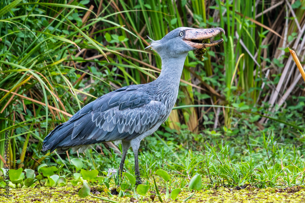 Naklejka premium The Shoebill , Balaeniceps rex, also known as Whalehead, is a very large stork-like bird. It derives its name from its massive shoe-shaped bill.