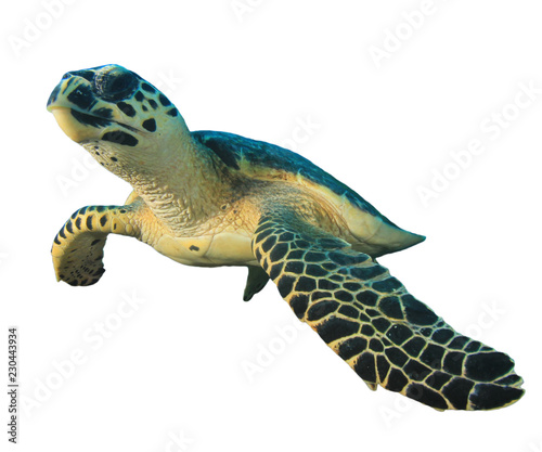 Sea Turtle isolated 