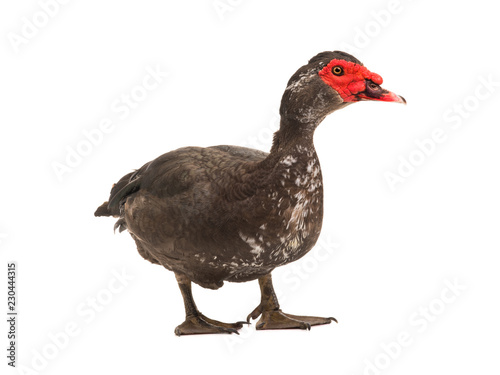 Muscovy duck isolated