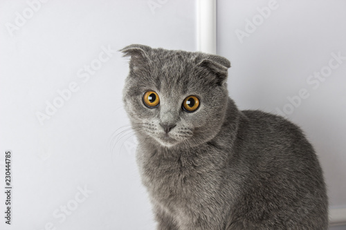 gray scottish fold cat on a white background