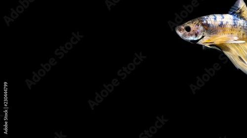 Slow motion video of Golden Siamese fighting fish / betta fish swimming in the water on black background
