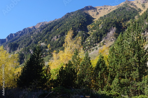 Arbres de montagne à l'automne dans les pyrénées oritentales, vallée de l'Orrié