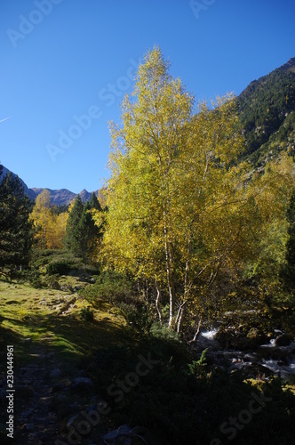 Arbres de montagne à l'automne dans les pyrénées oritentales, vallée de l'Orri