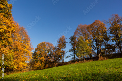 Field of spring grass and forest in sunset time