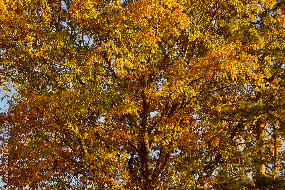 Red Oak (Quércus rúbra). Yellow leaves with shades of red on an oak crown against the sky, in gray clouds. Golden autumn for design. Red Oak (Quércus rúbra). Yellow leaves with shades of red on an oak crown against the sky, in gray clouds. Golden autumn for design.