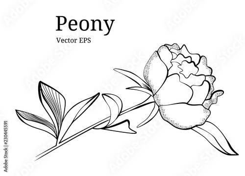 Isolated peony flower design in vector