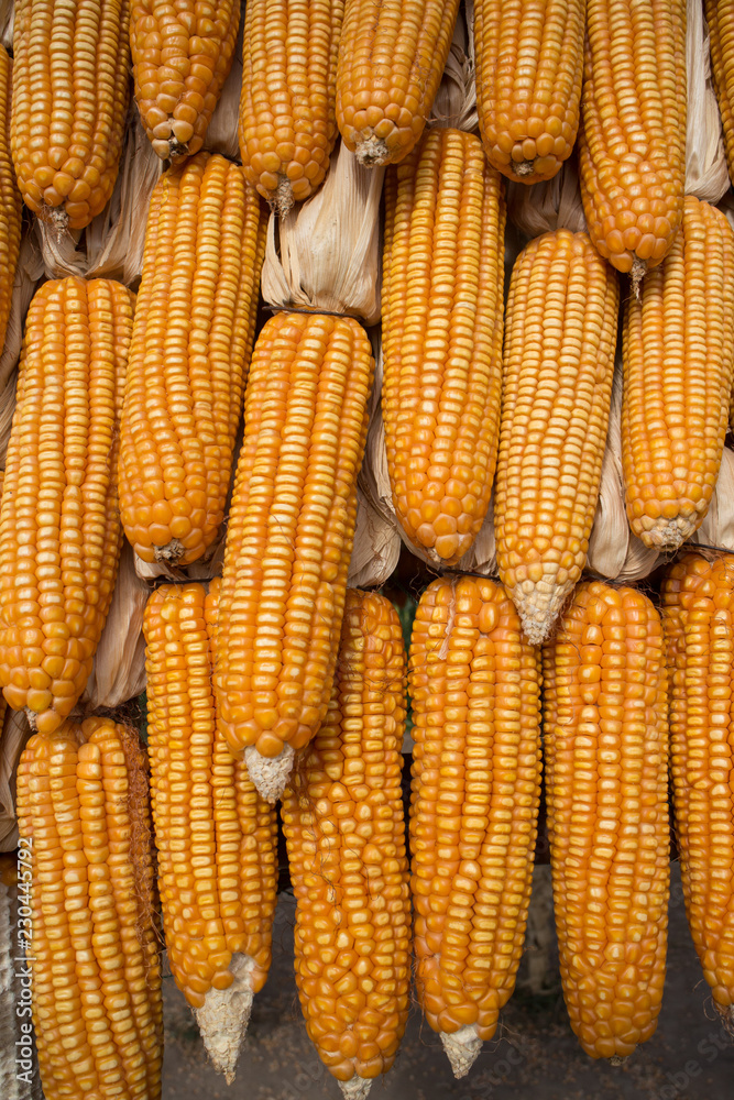 corn on the cob corn on the cob