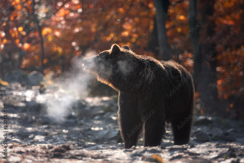 Winter Is Coming: Sunny Cold Autumn Morning In Mountains And Big Brown Bear Standing Sideways And Steam Coming Out Of Its Jaws. Brown Bear ( Ursus Arctos ) At Background Of Autumn Forest. Beast Breath