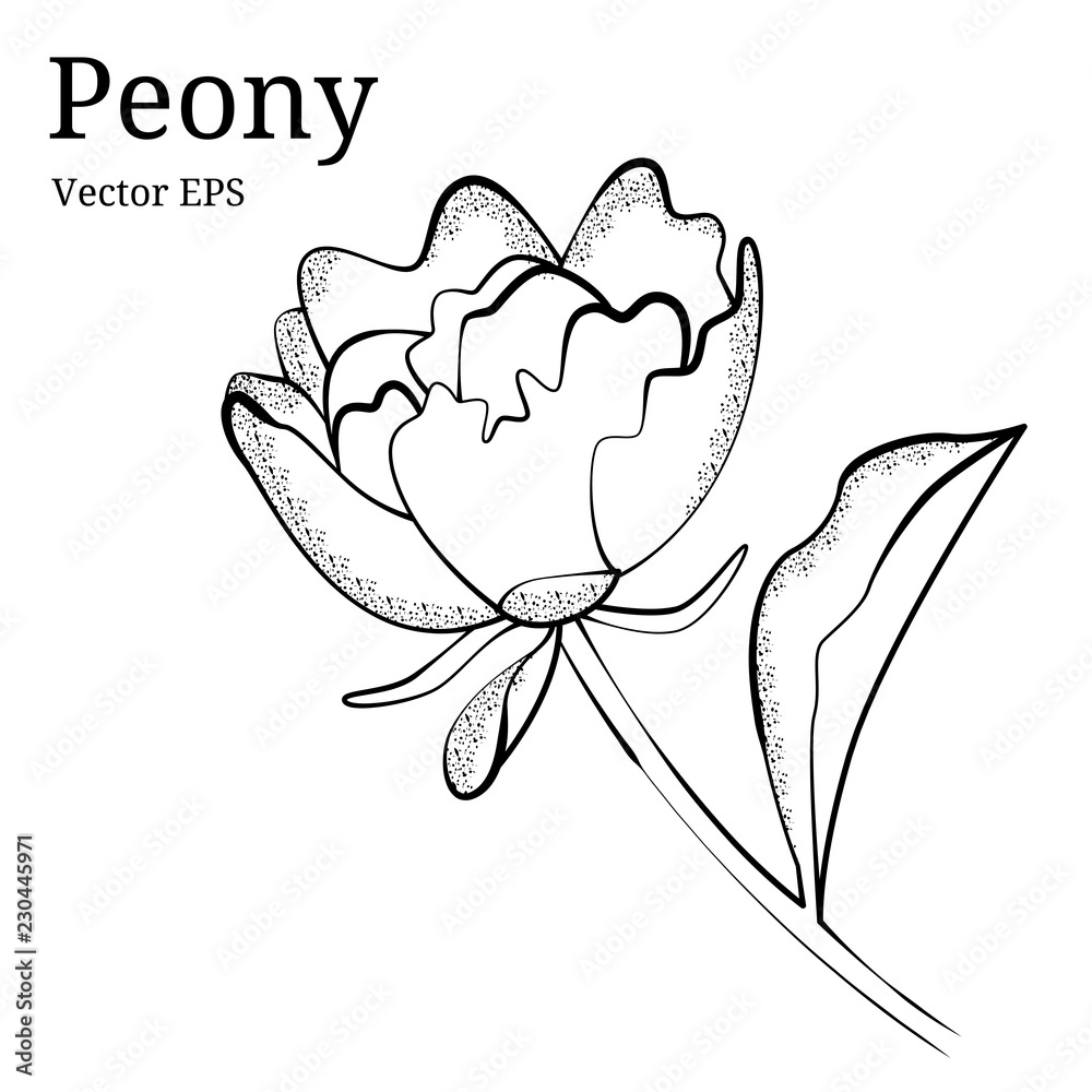 Isolated peony flower design in vector Isolated peony flower design in vector