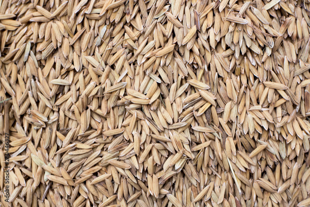 background of rice