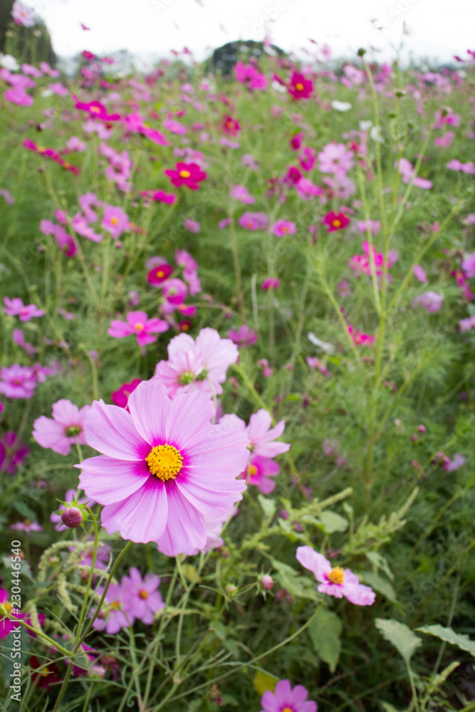 flowers in garden