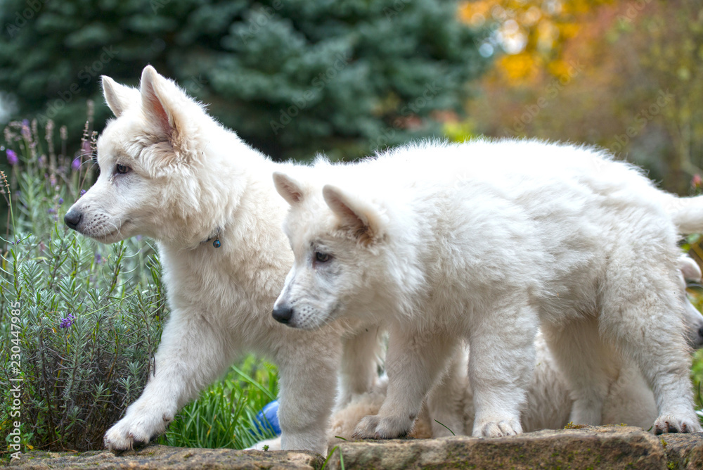 Zwei Hundebabys stehen im Profil und schauen beide auf die Seite Zwei Hundebabys stehen im Profil und schauen beide auf die Seite