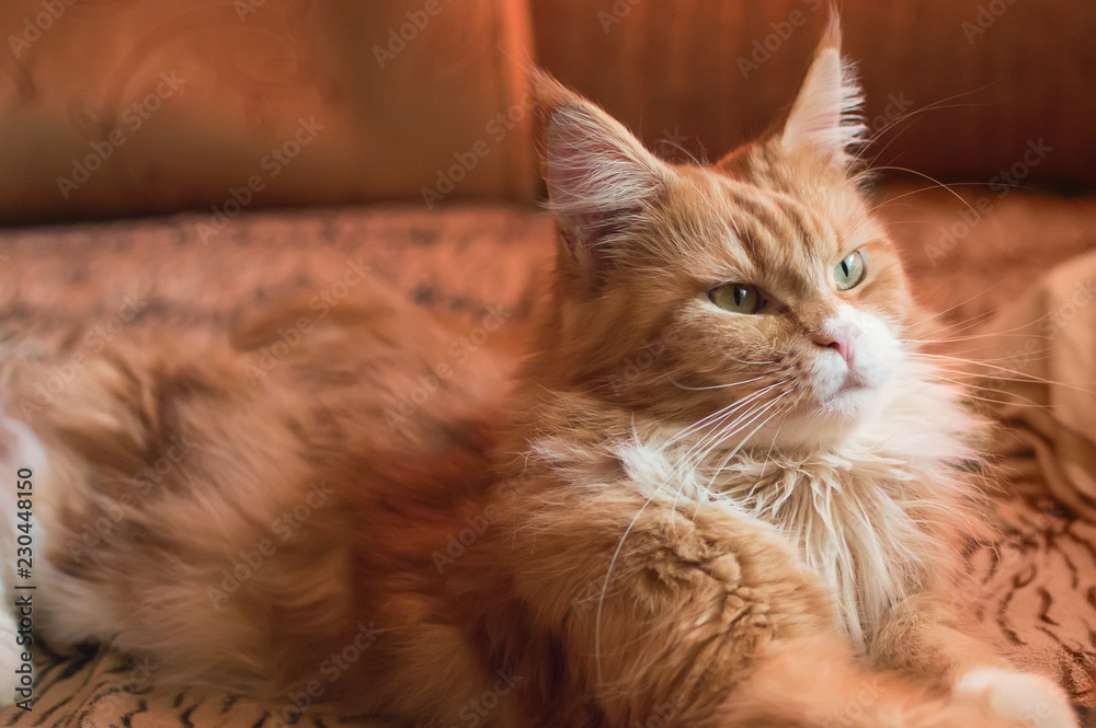 A beautiful red Maine Coon cat lies on the sofa at home.