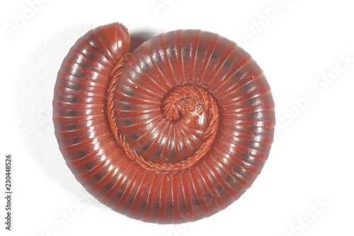 millipedes curled on a white background