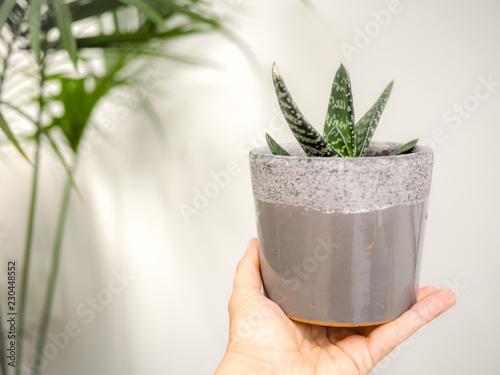 Hand holding a Gasteria Pillansii succulent indoors against a white wall photo