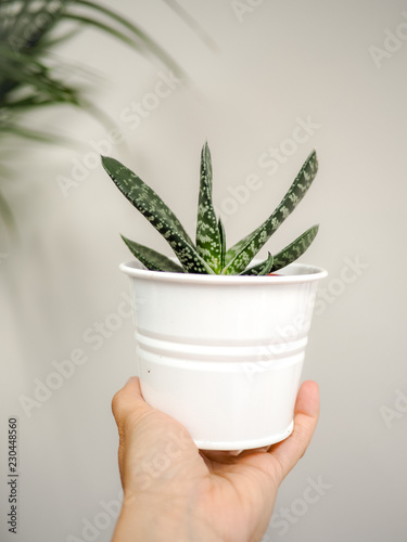 Hand holding a Gasteria Pillansii succulent indoors against a white wall photo