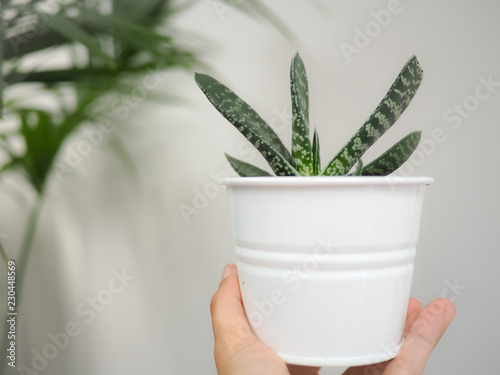 Hand holding a Gasteria Pillansii succulent indoor against a white wall photo
