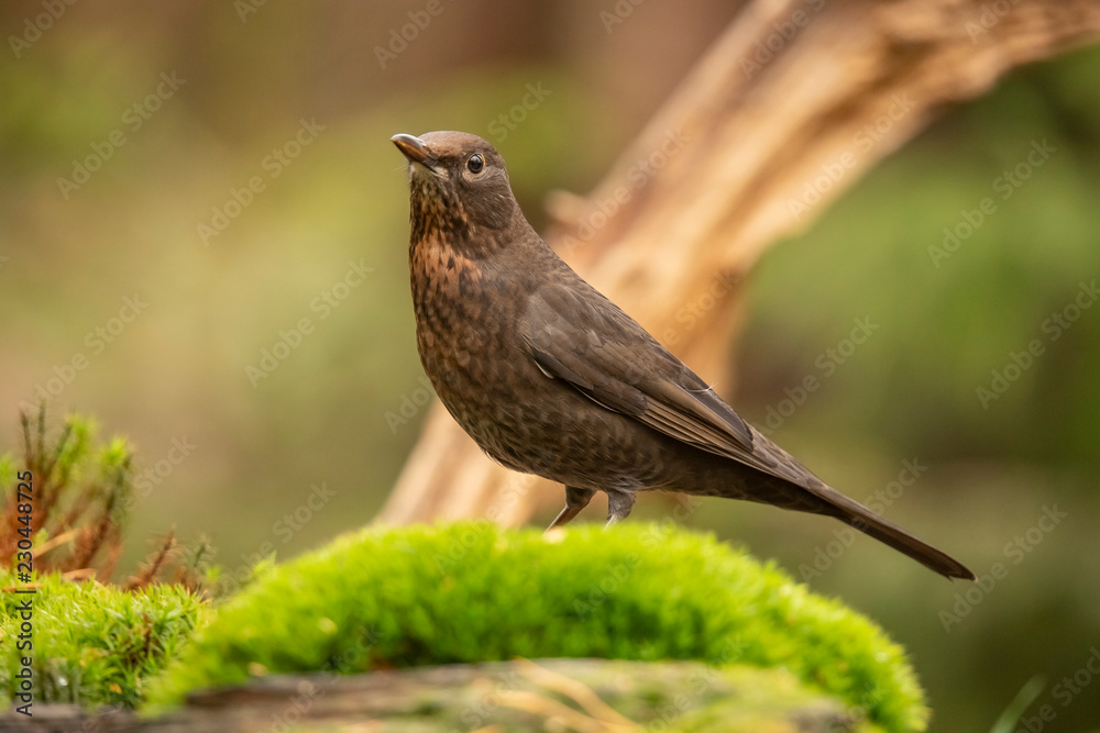 Fototapeta premium Blackbird, Turdus merula female