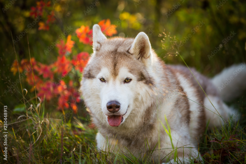 Portrait of beautiful and cunning siberian Husky dog lying in the bright fall forest at sunset