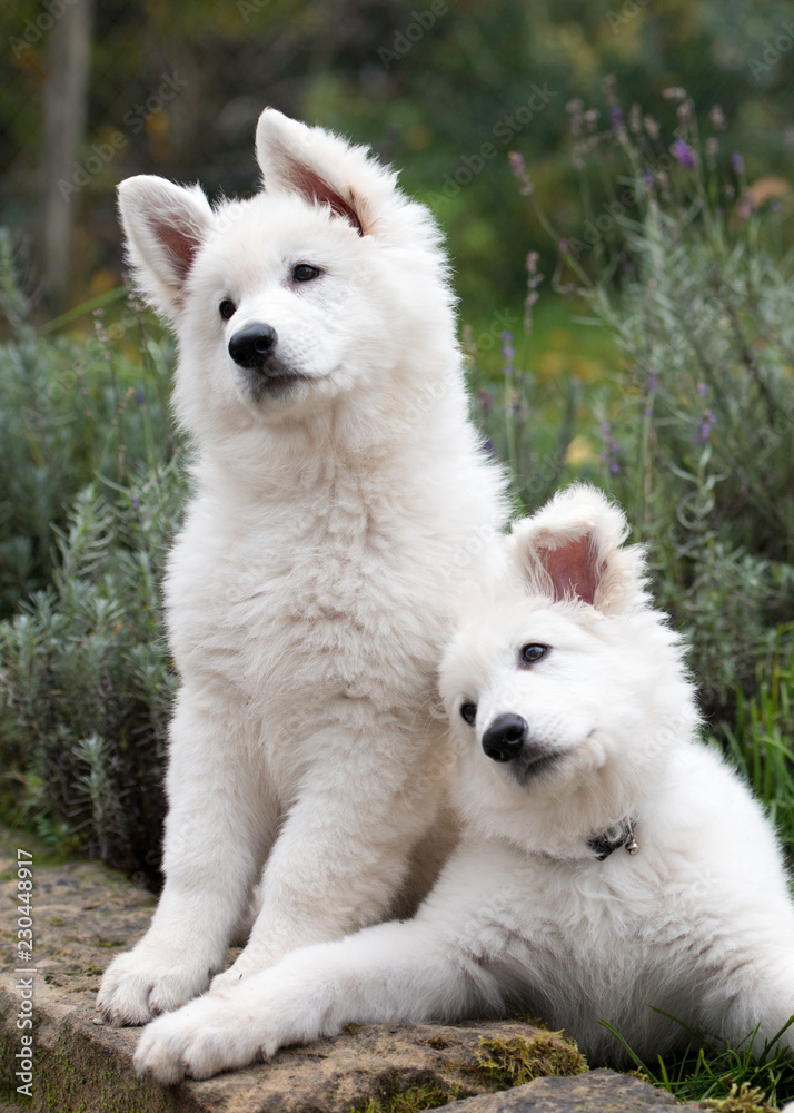 Zwei kuschelige weiße Hundewelpen sitzen und schauen mit schrägen Kopf nach vorne - sehr süß