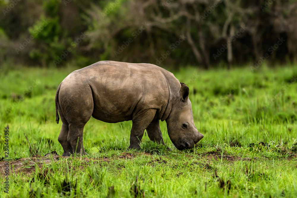 Fototapeta premium A close up photo of an endangered white rhino / rhinoceros face,horn and eye. South Africa