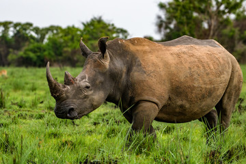 A close up photo of an endangered white rhino / rhinoceros face,horn and eye. South Africa