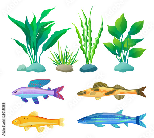 Aquarium Fish and Decorative Algae Color Poster