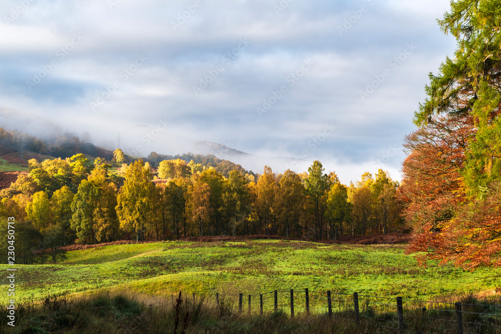 Autumn Trees