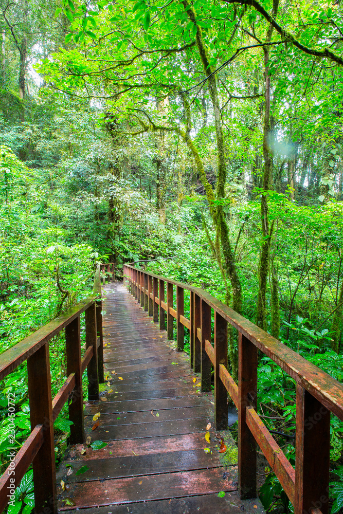 Wood bridge in the forest