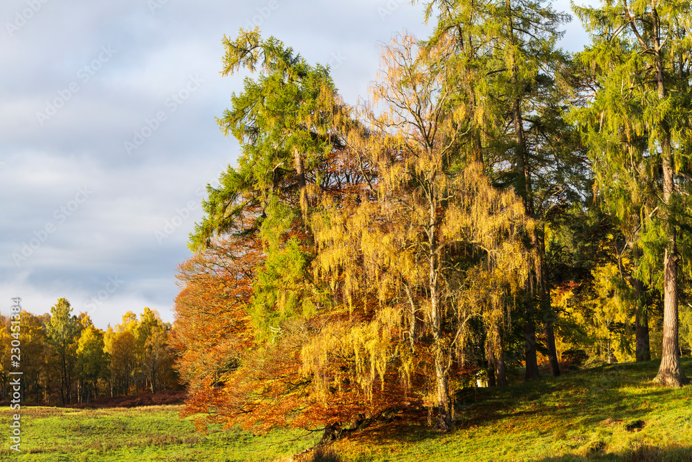 Autumnal Woodland