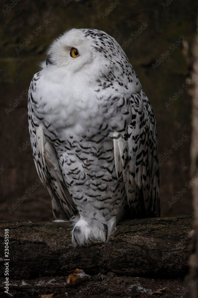 Great Snowy Owl, Bubo scandiacus Great Snowy Owl, Bubo scandiacus