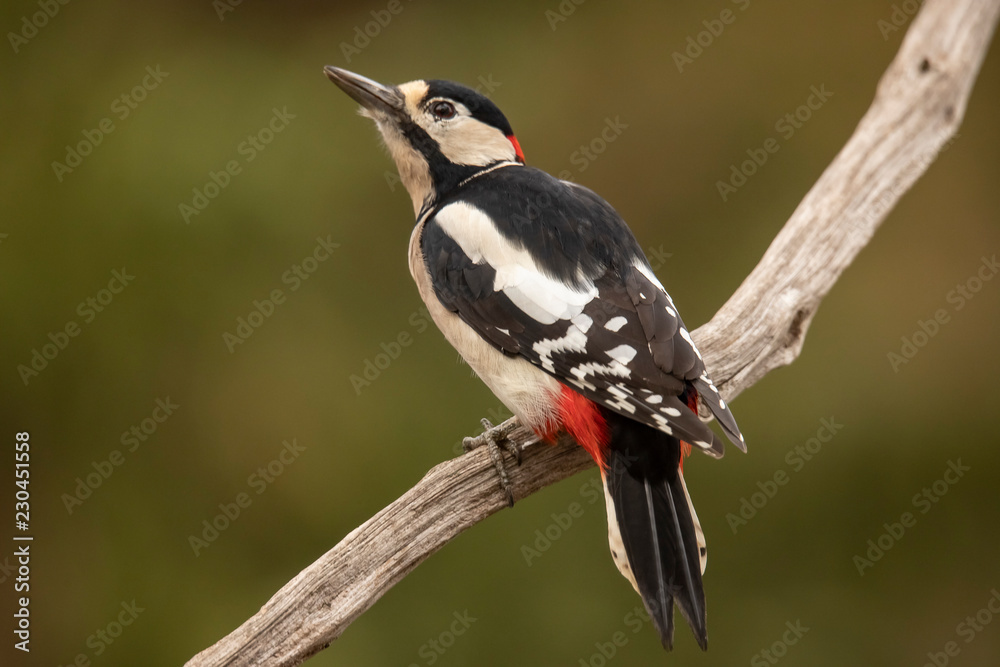 Great Spotted Woodpecker, Dendrocopos major Great Spotted Woodpecker, Dendrocopos major