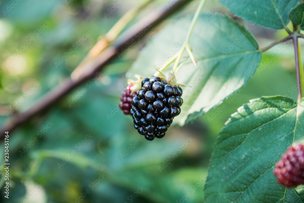 Ripe and unripe blackberries on bush. Selective focus. Shallow depth of field. Ripe and unripe blackberries on bush. Selective focus. Shallow depth of field.