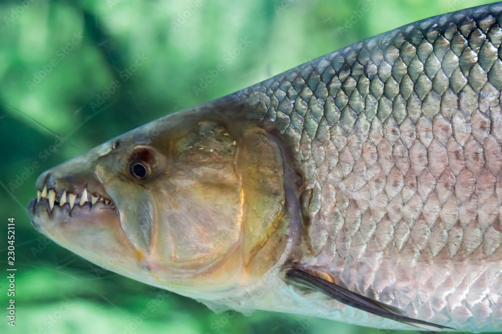 Hydrocynus vittatus, the African tigerfish, tiervis or ngwesh closeup