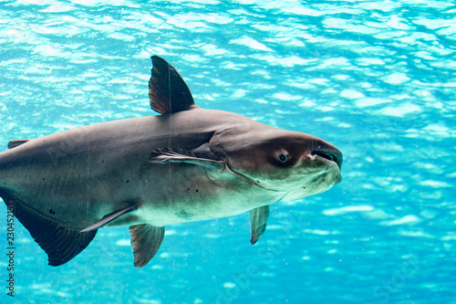 An endangered mekong giant catfish Pangasianodon gigas while swimming on a blue water aquarium