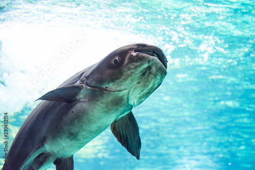 An endangered mekong giant catfish Pangasianodon gigas while swimming on a blue water aquarium