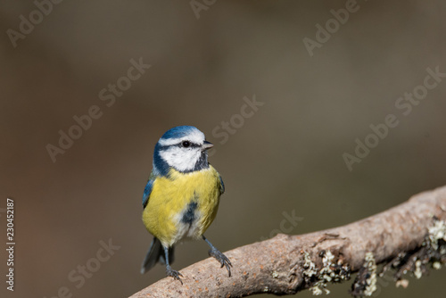 bluetit in a garden in the town of Filipstad in Sweden