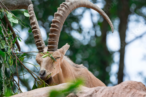 An ibex mountain goat steinbock  bouquetin Capra ibex while feeding on leaves on top of a mountain