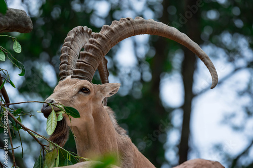 An ibex mountain goat steinbock  bouquetin Capra ibex while feeding on leaves on top of a mountain