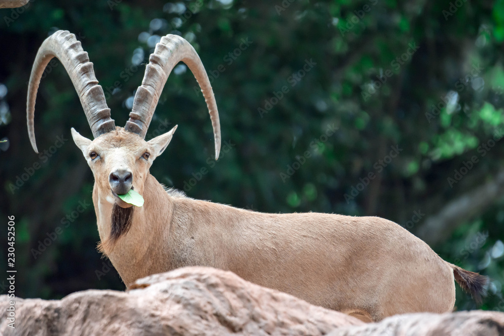 An ibex mountain goat steinbock bouquetin Capra ibex while feeding on leaves on top of a mountain An ibex mountain goat steinbock bouquetin Capra ibex while feeding on leaves on top of a mountain