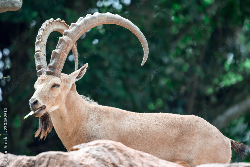 An ibex mountain goat steinbock bouquetin Capra ibex while feeding on leaves on top of a mountain An ibex mountain goat steinbock bouquetin Capra ibex while feeding on leaves on top of a mountain