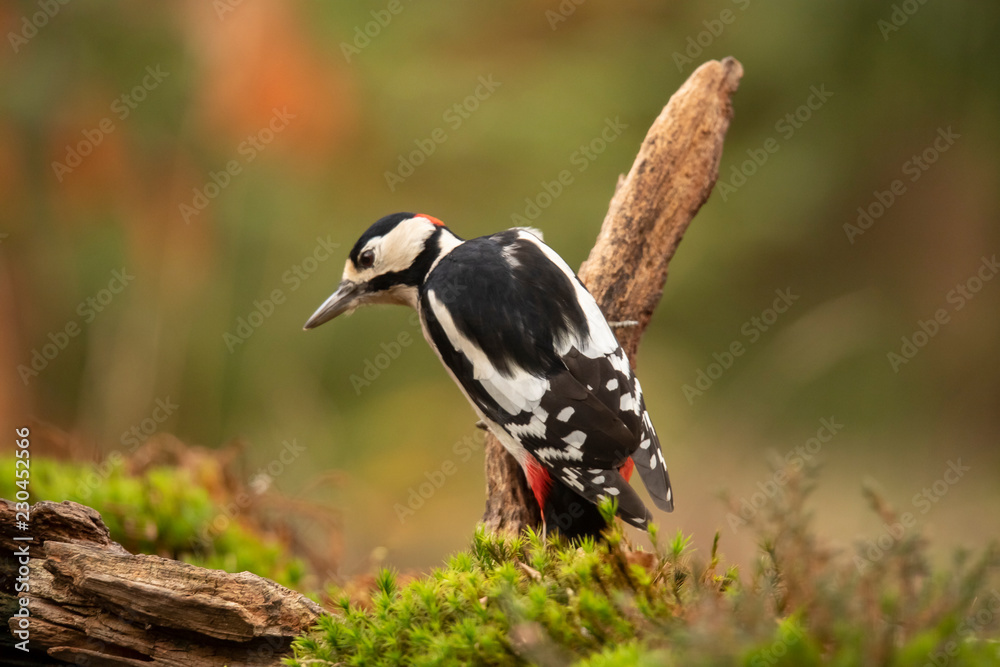 Fototapeta premium Great Spotted Woodpecker, Dendrocopos major