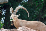 An ibex mountain goat steinbock  bouquetin Capra ibex while feeding on leaves on top of a mountain