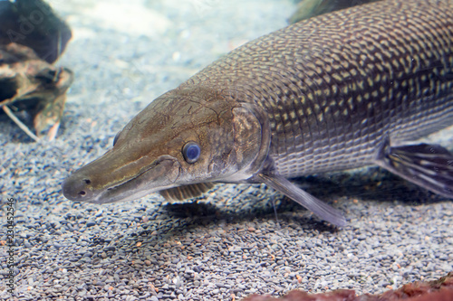 An Alligator gar Atractosteus spatula while swimming on a huge aquarium somewhere in asia