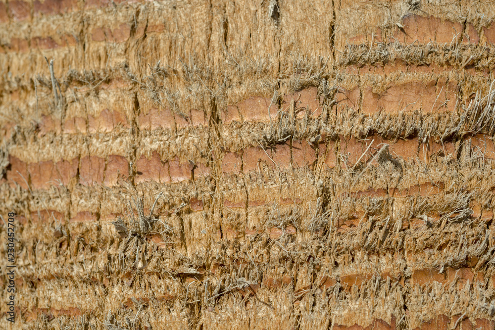 Close up of palm tree background. Coco palm detail bark texture Close up of palm tree background. Coco palm detail bark texture