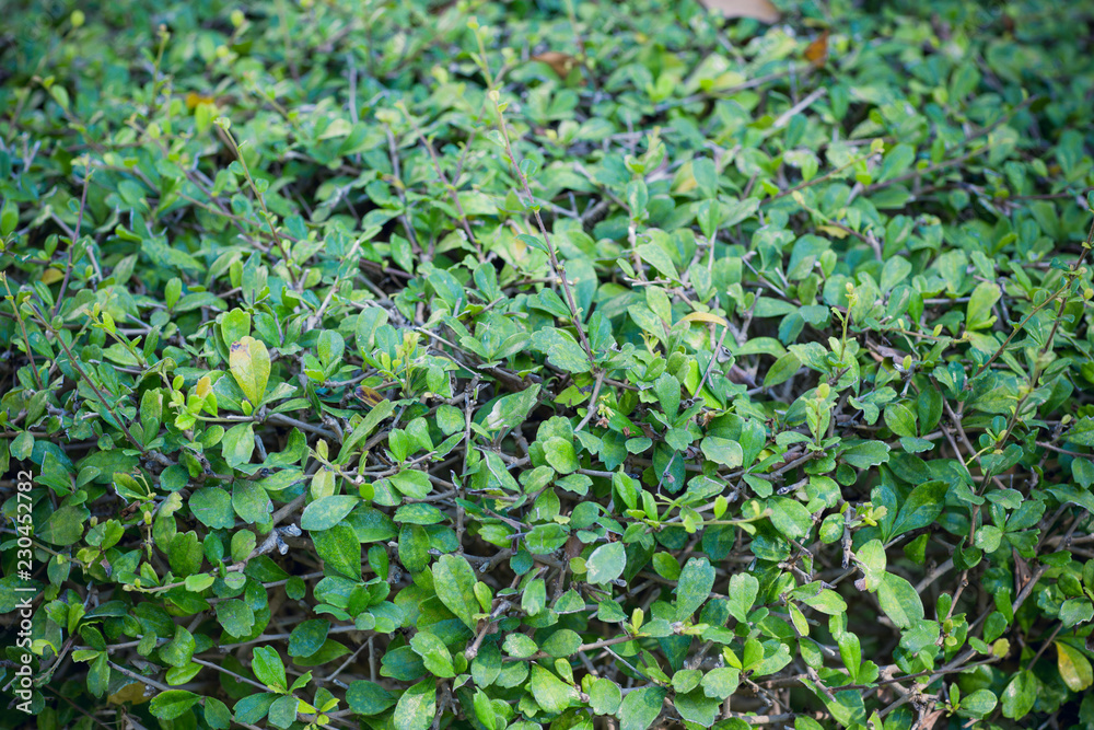 green wall Background of a Garden green wall Background of a Garden